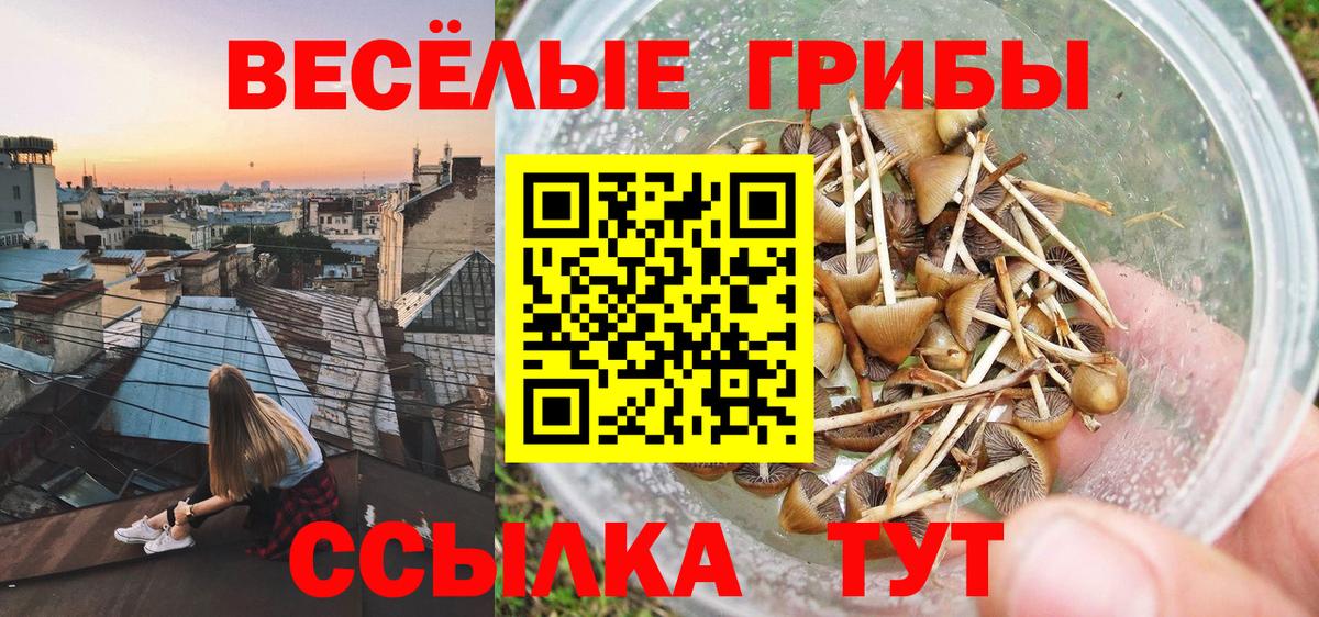 Ленинск-Кузнецкий  Галлюциногенные грибы GOLDEN TEACHER  Вход с VPN  Галлюциногенные грибы Psilocybine cubensis 